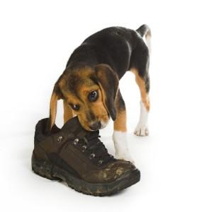 почему собаки грызут обувь